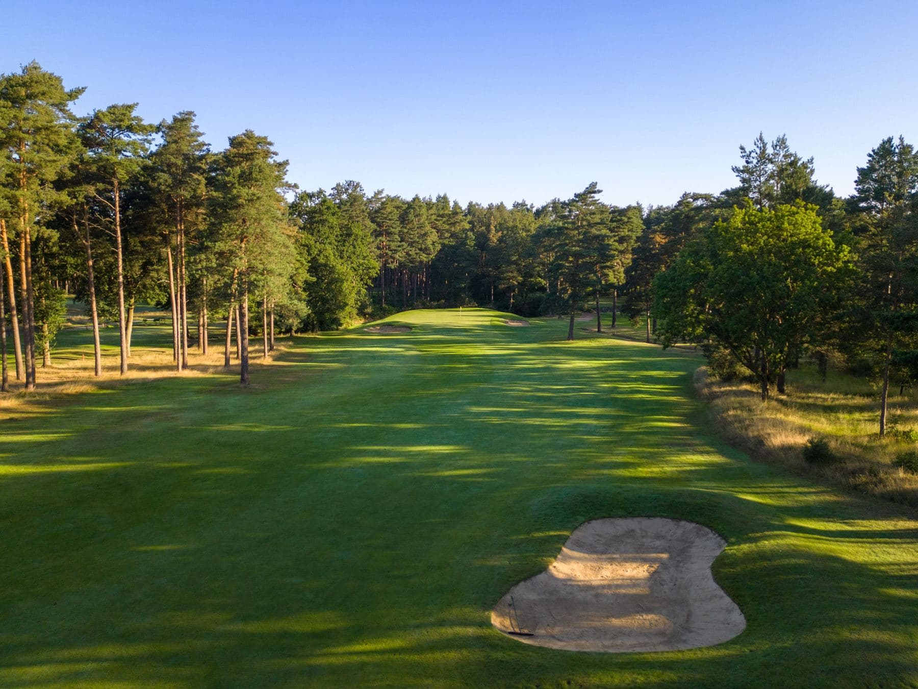 A green with a bunker in the foreground, framed by tall pines