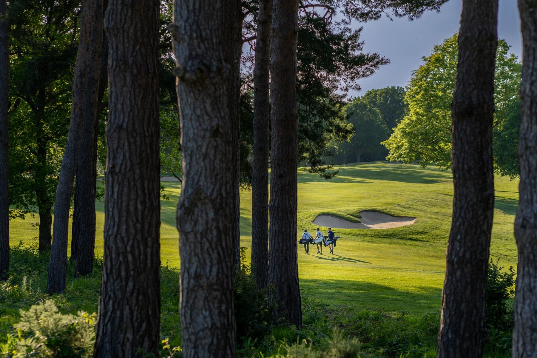 Two golfers walking towards a green, framed by tall pine trunks